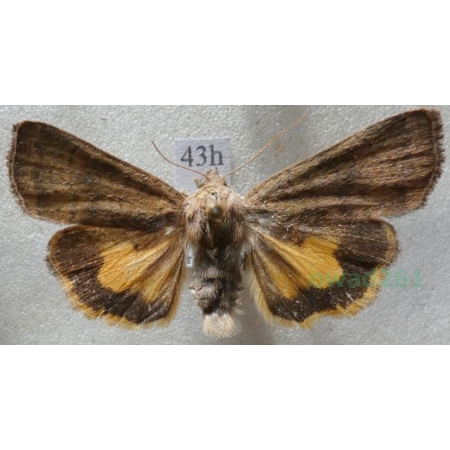 Noctua interjecta Hübner, 1803 Rolnica Czech43h